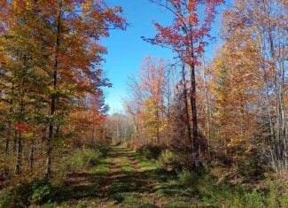 160 ± Acre Hunting Land with Camp Site Near Butternut, WI