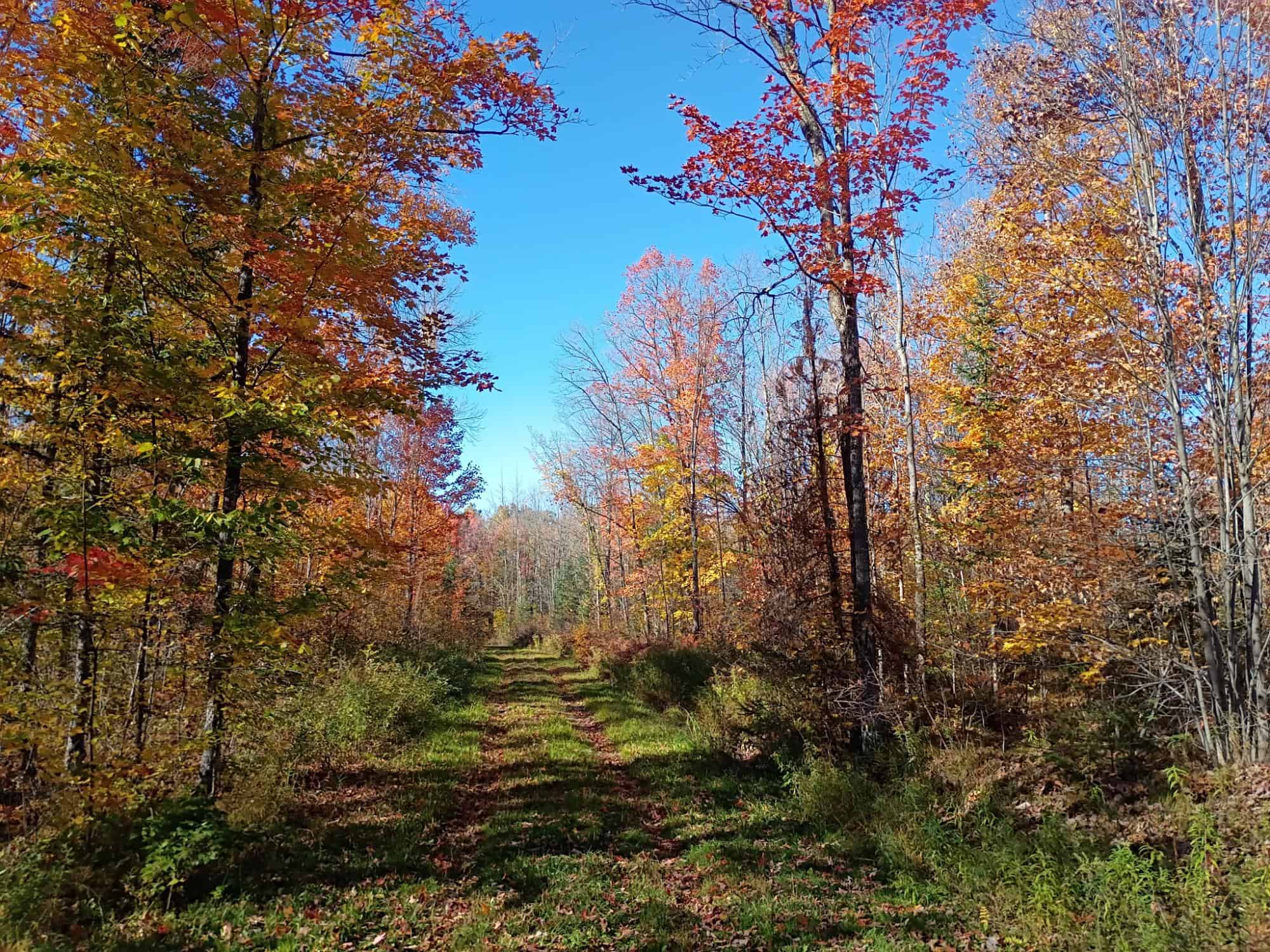 160 ± Acre Hunting Land with Camp Site Near Butternut, WI