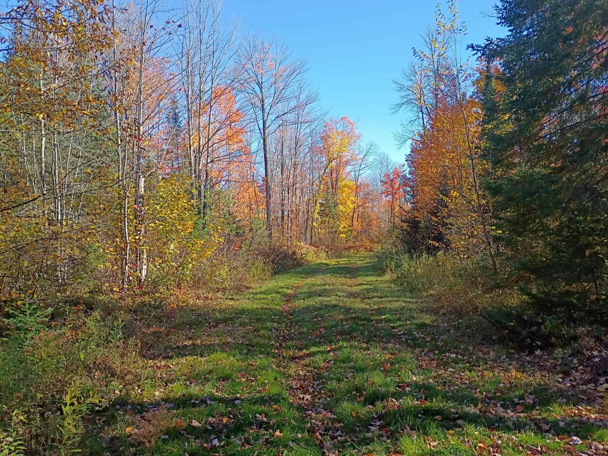 160 ± Acre Hunting Land with Camp Site Near Butternut, WI