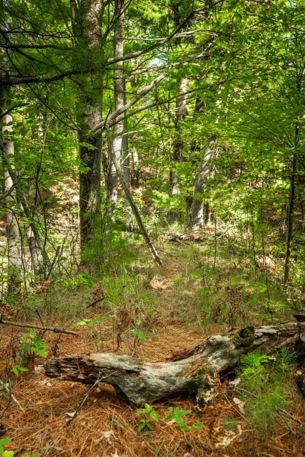 80 +/- Acres in Augusta Wisconsin