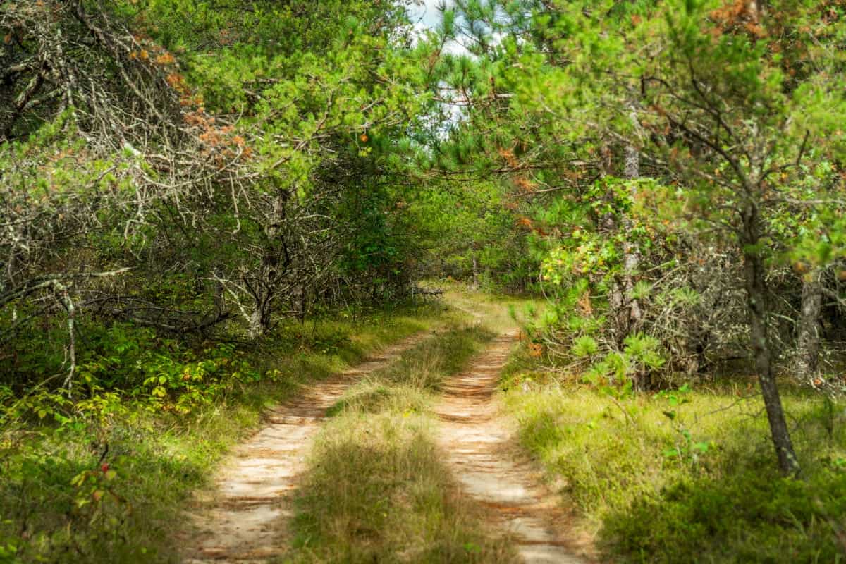 80± acres of heavily timbered recreational land featuring rolling terrain