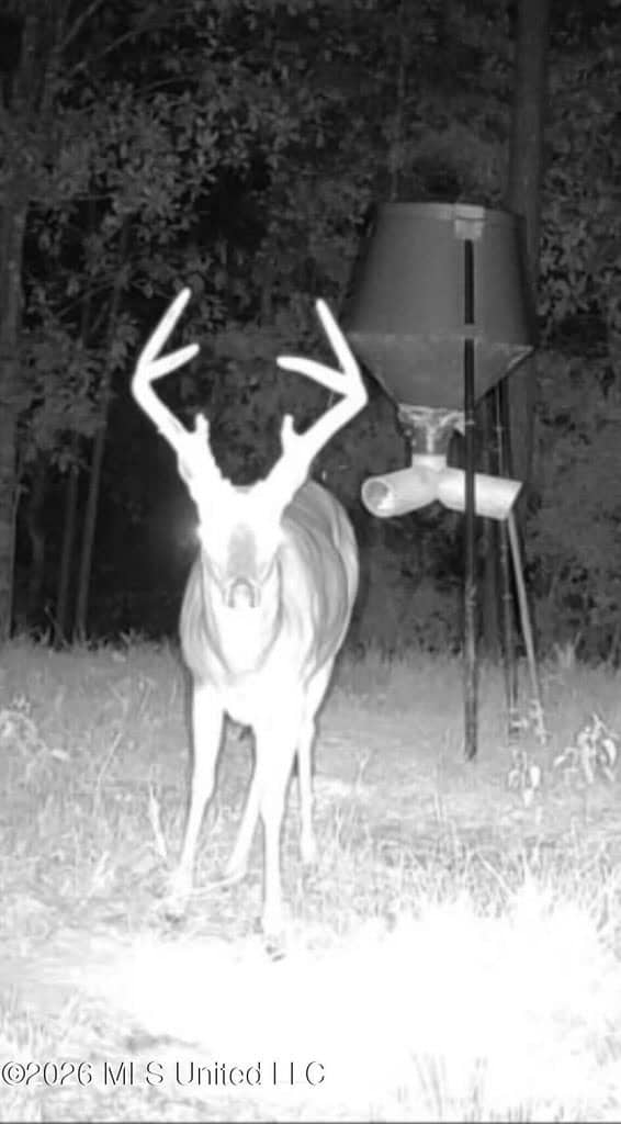 43± Acre Hunting Property in Amite County, MS