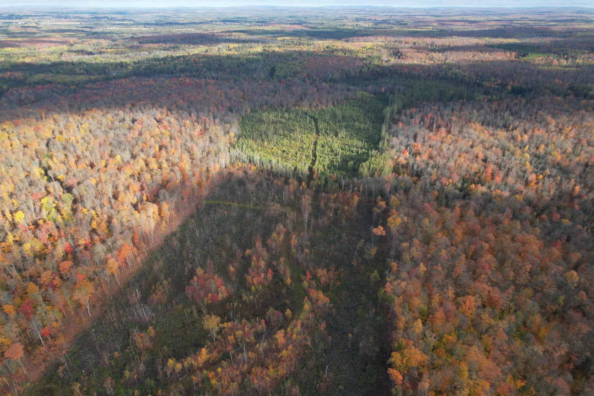 160 ± Acre Hunting Land with Camp Site Near Butternut, WI