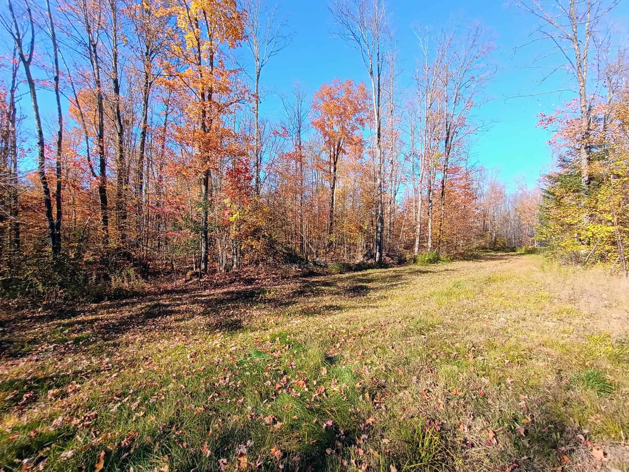 160 ± Acre Hunting Land with Camp Site Near Butternut, WI