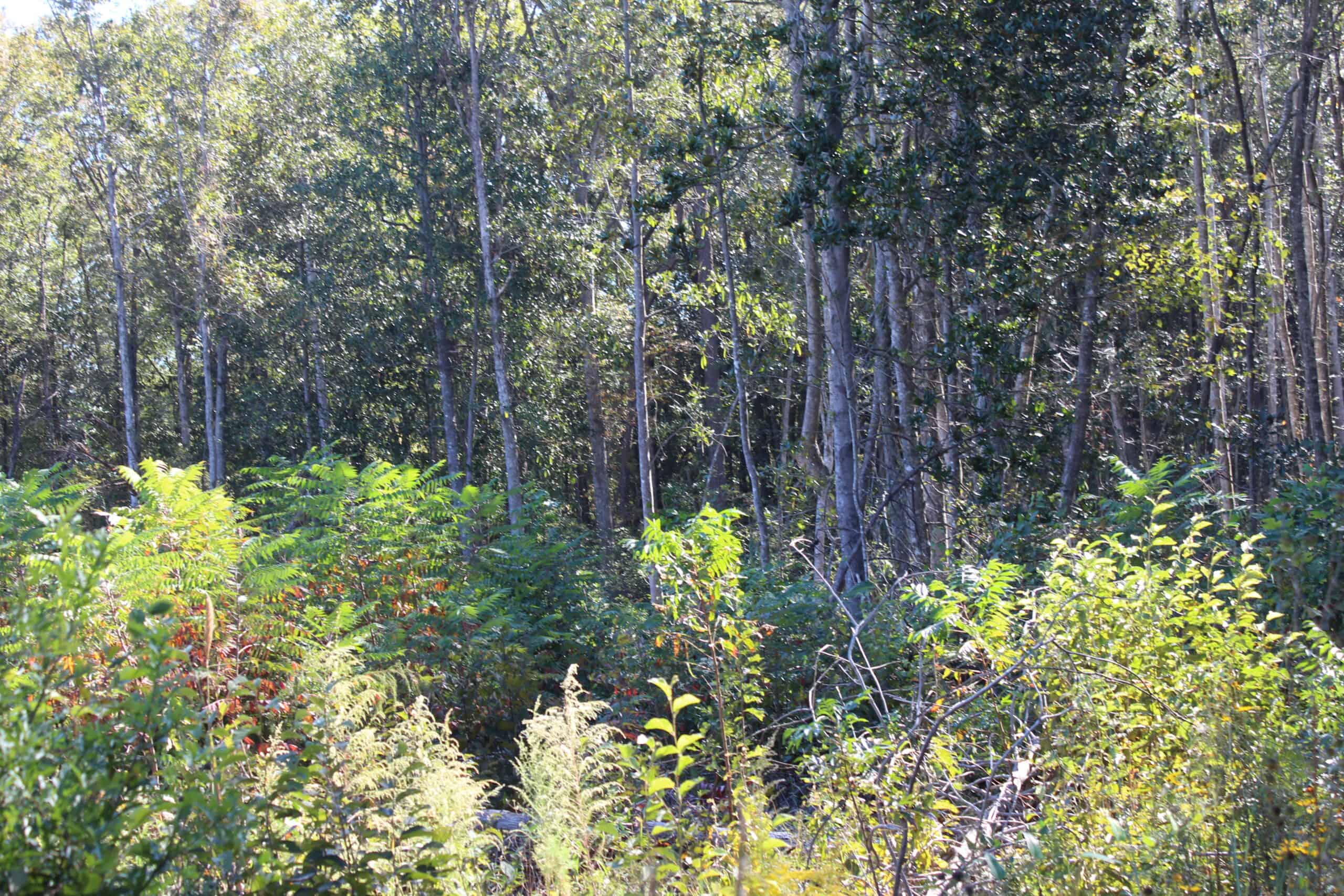 83.3 Surveyed Acres Fronts the Bogue Chitto River Lincoln County Brookhaven, Mississippi