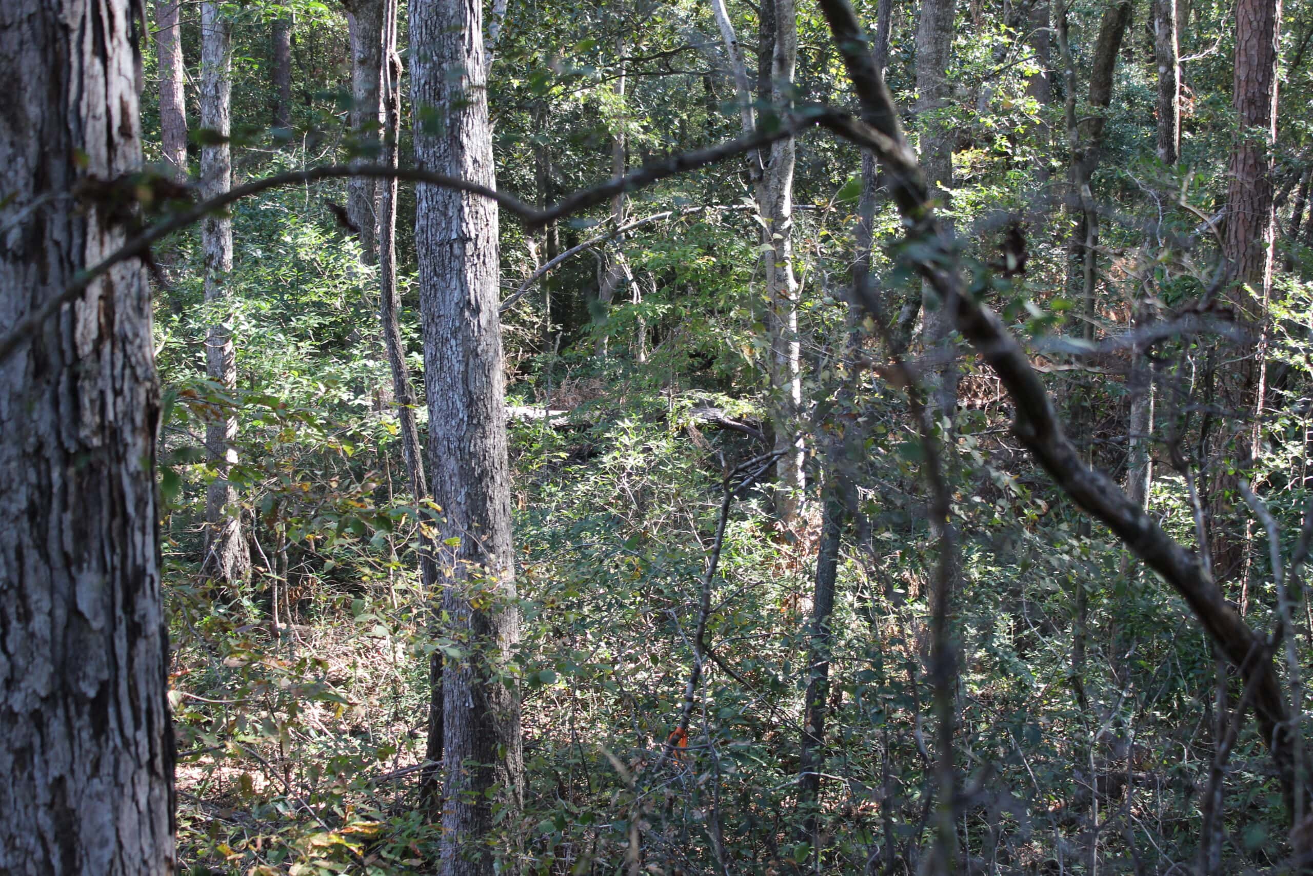 83.3 Surveyed Acres Fronts the Bogue Chitto River Lincoln County Brookhaven, Mississippi