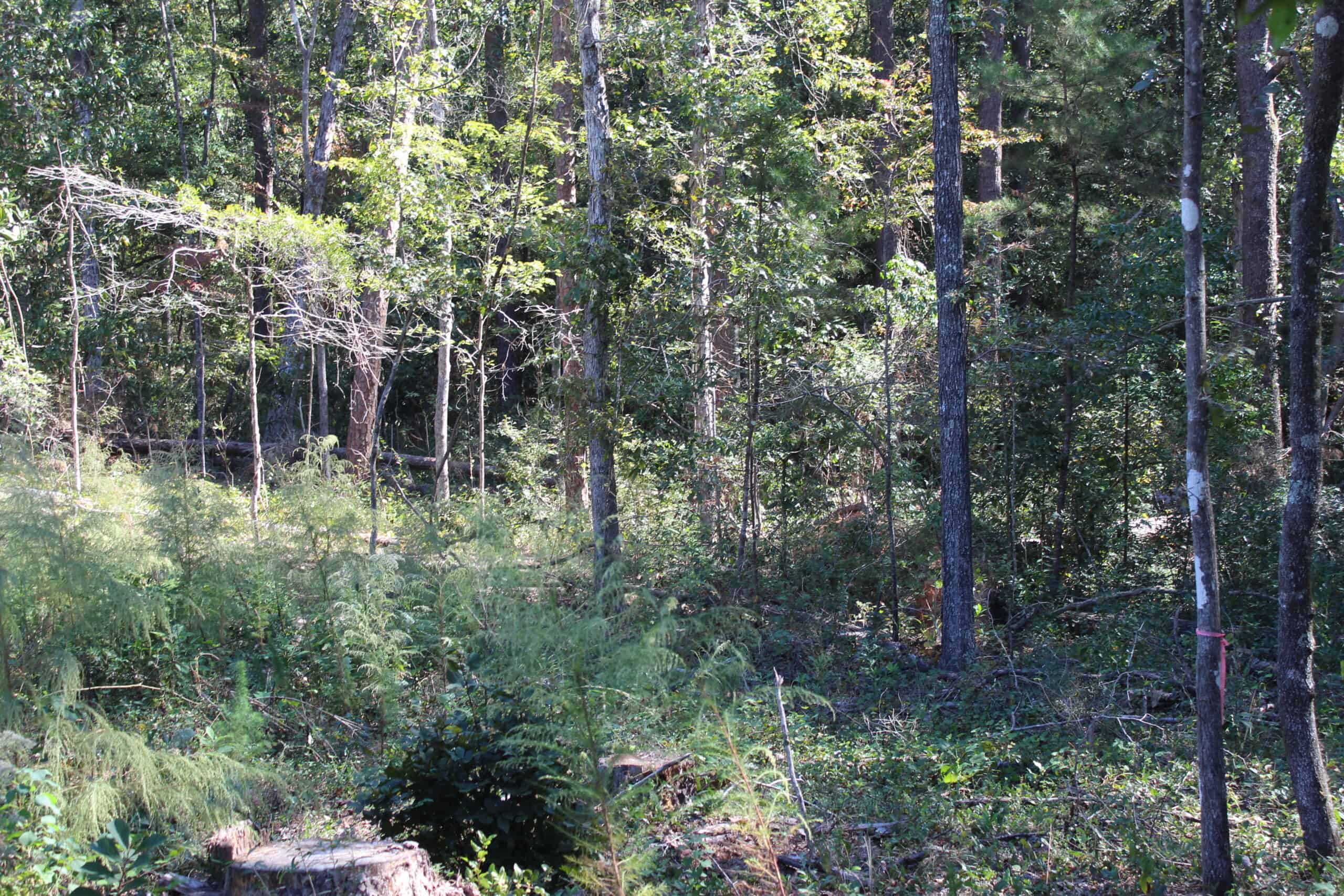 83.3 Surveyed Acres Fronts the Bogue Chitto River Lincoln County Brookhaven, Mississippi