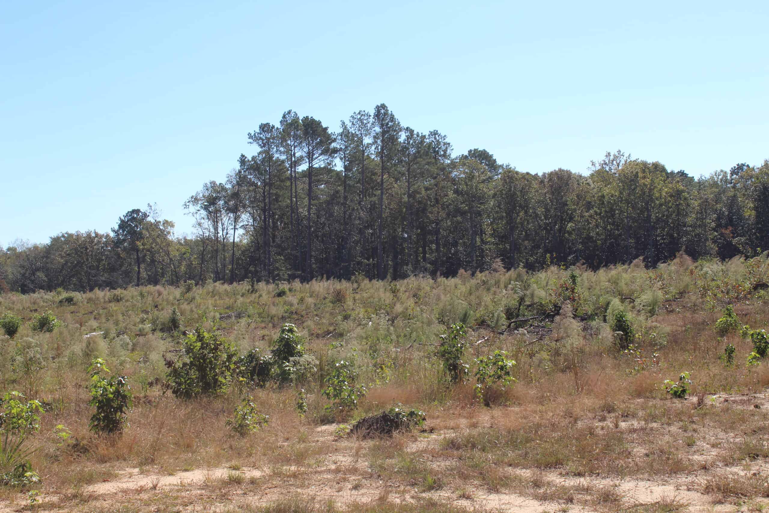 83.3 Surveyed Acres Fronts the Bogue Chitto River Lincoln County Brookhaven, Mississippi