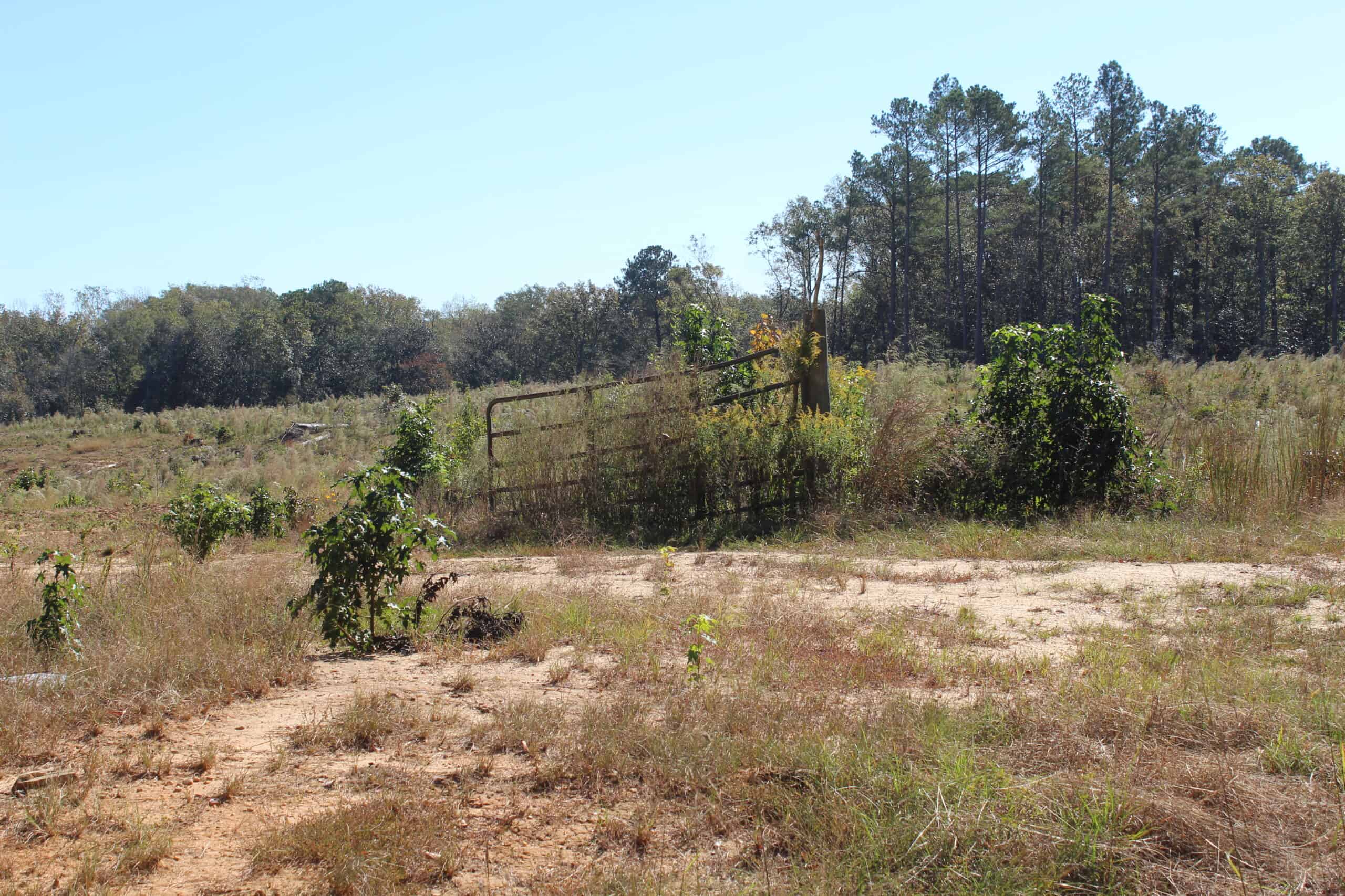 83.3 Surveyed Acres Fronts the Bogue Chitto River Lincoln County Brookhaven, Mississippi