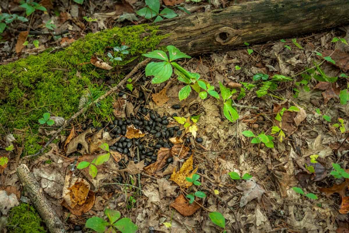 84± acres of heavily timbered recreational and hunting land in Eau Claire County