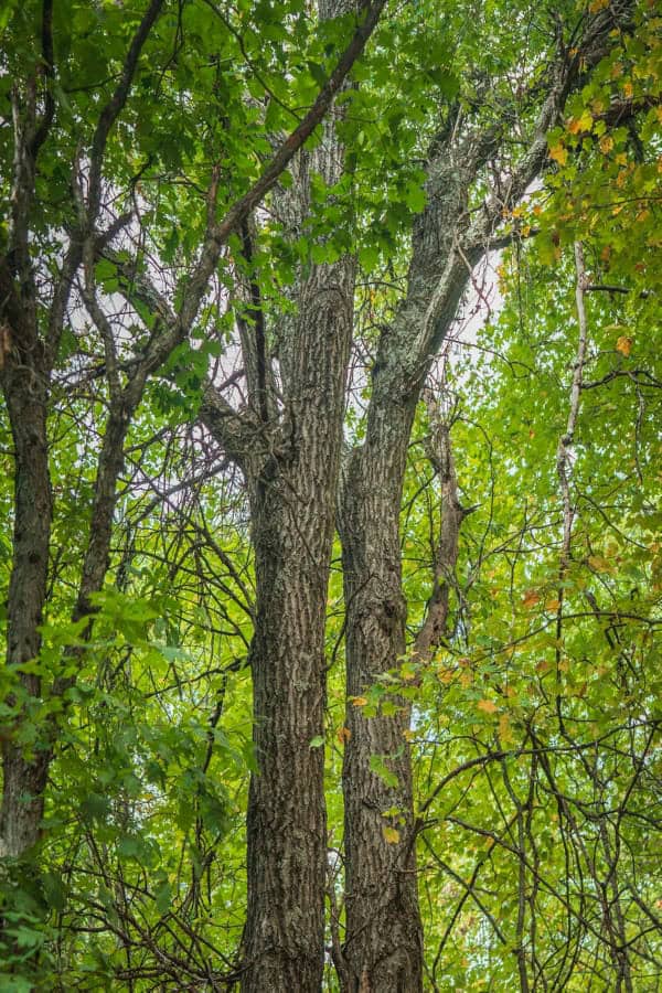 120± acres of heavily timbered hunting land in Eau Claire County