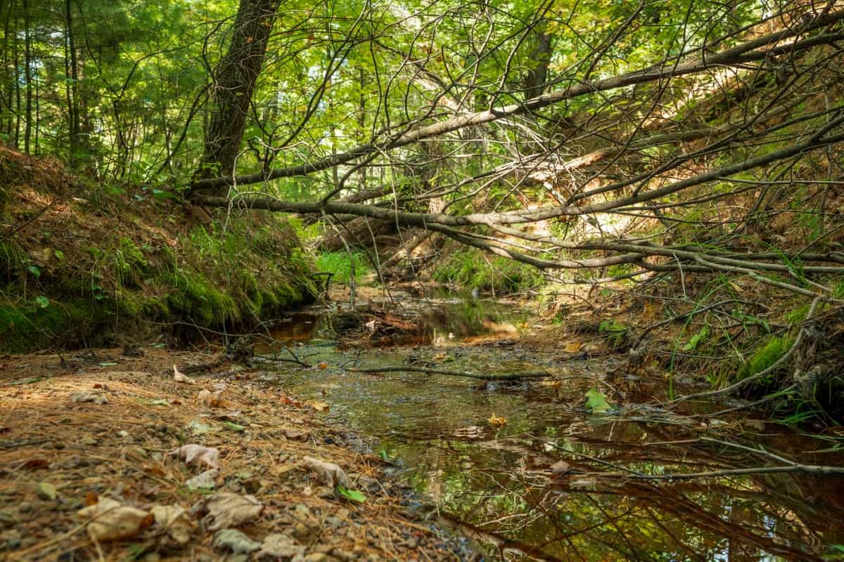 80 +/- Acres in Augusta Wisconsin