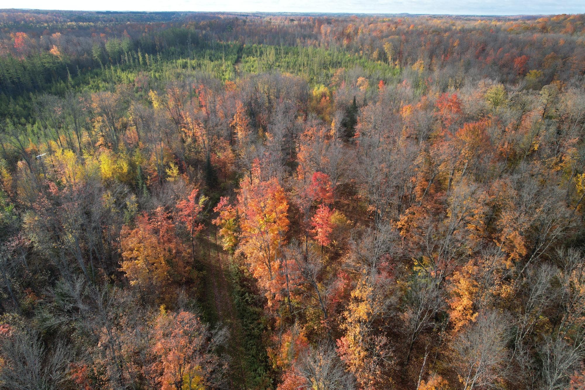 160 ± Acre Hunting Land with Camp Site Near Butternut, WI