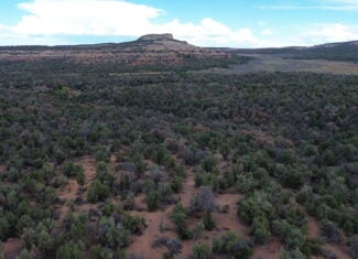 Cabin on 40 Acres for sale in Glade Park, CO