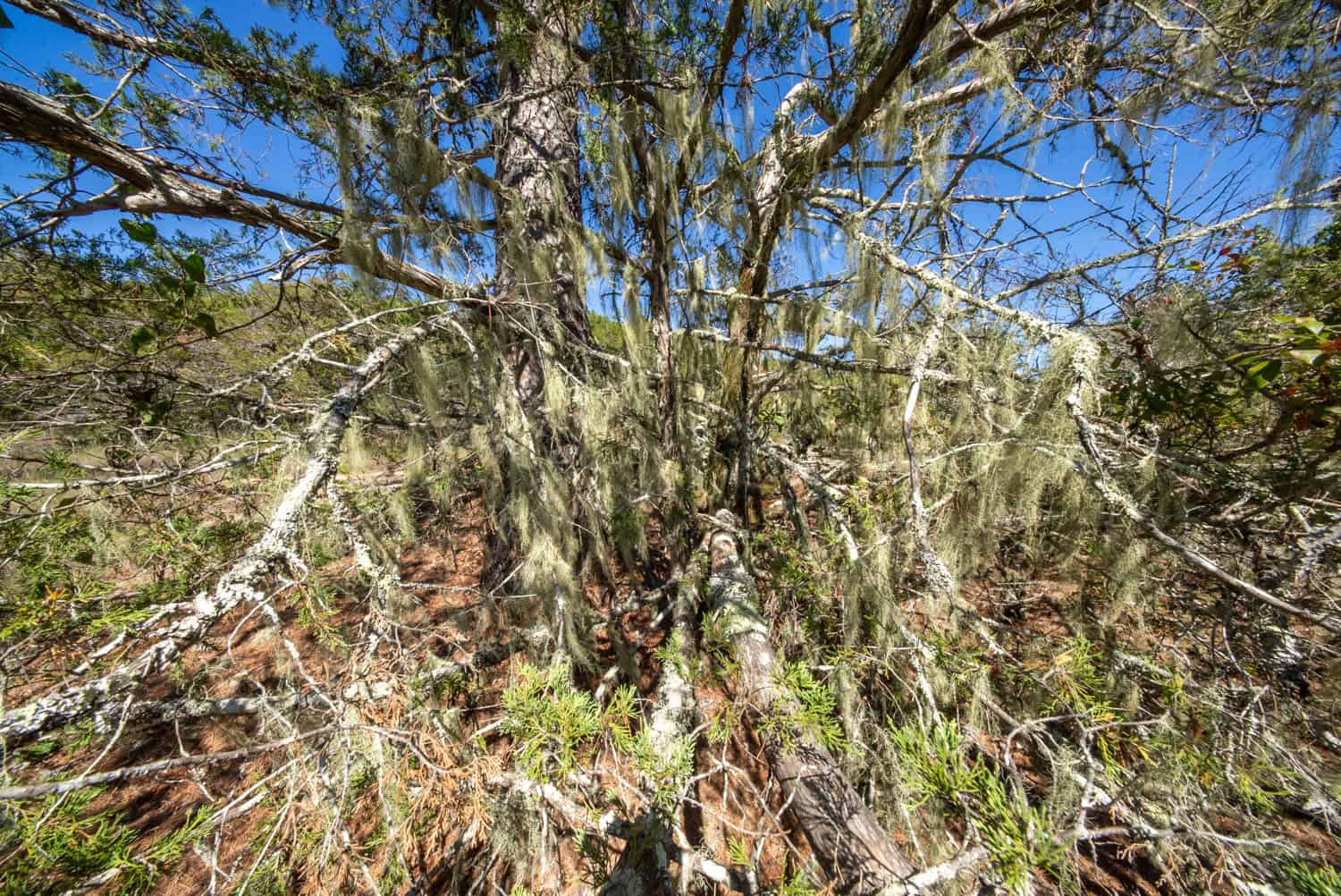 Private Hunting Retreat with Cabin on 39 Acres | Calico Rock, Arkansas