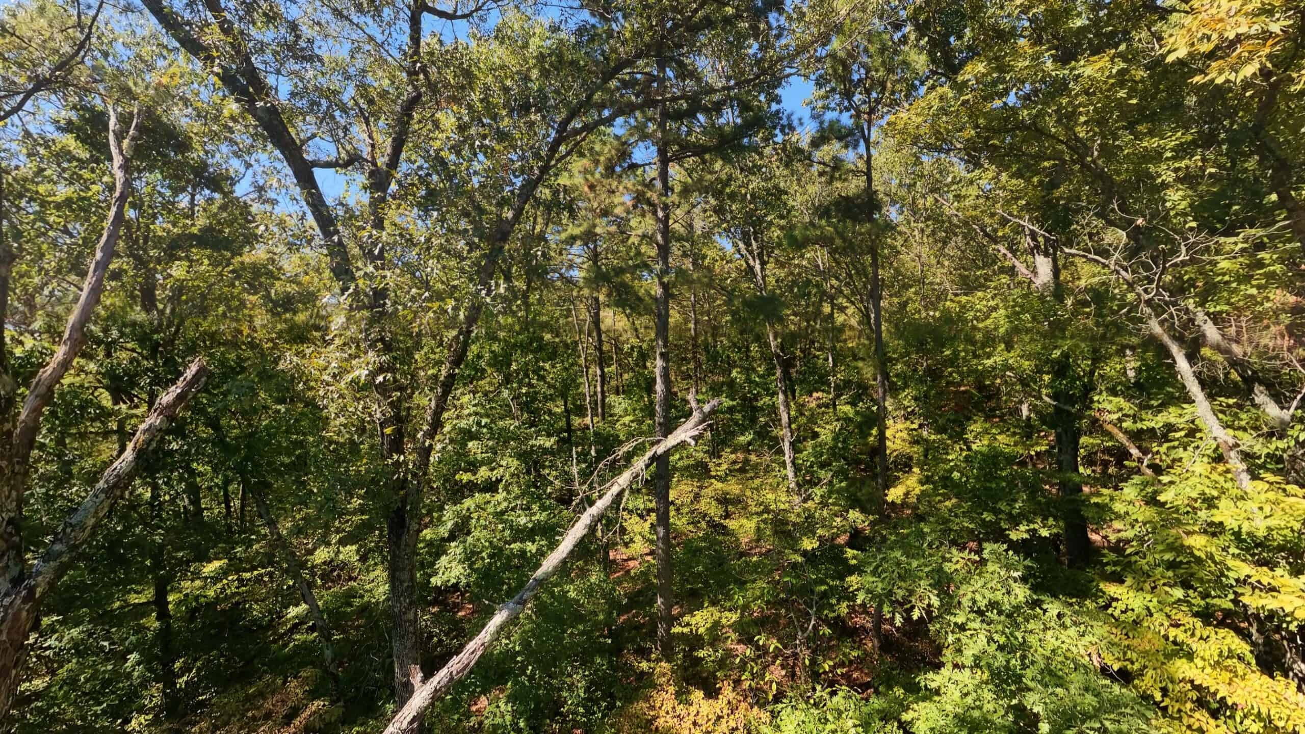 Private Hunting Retreat with Cabin on 39 Acres | Calico Rock, Arkansas