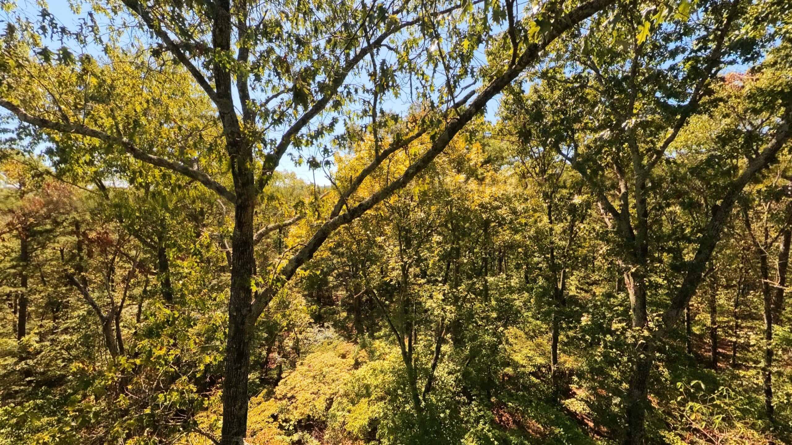Private Hunting Retreat with Cabin on 39 Acres | Calico Rock, Arkansas