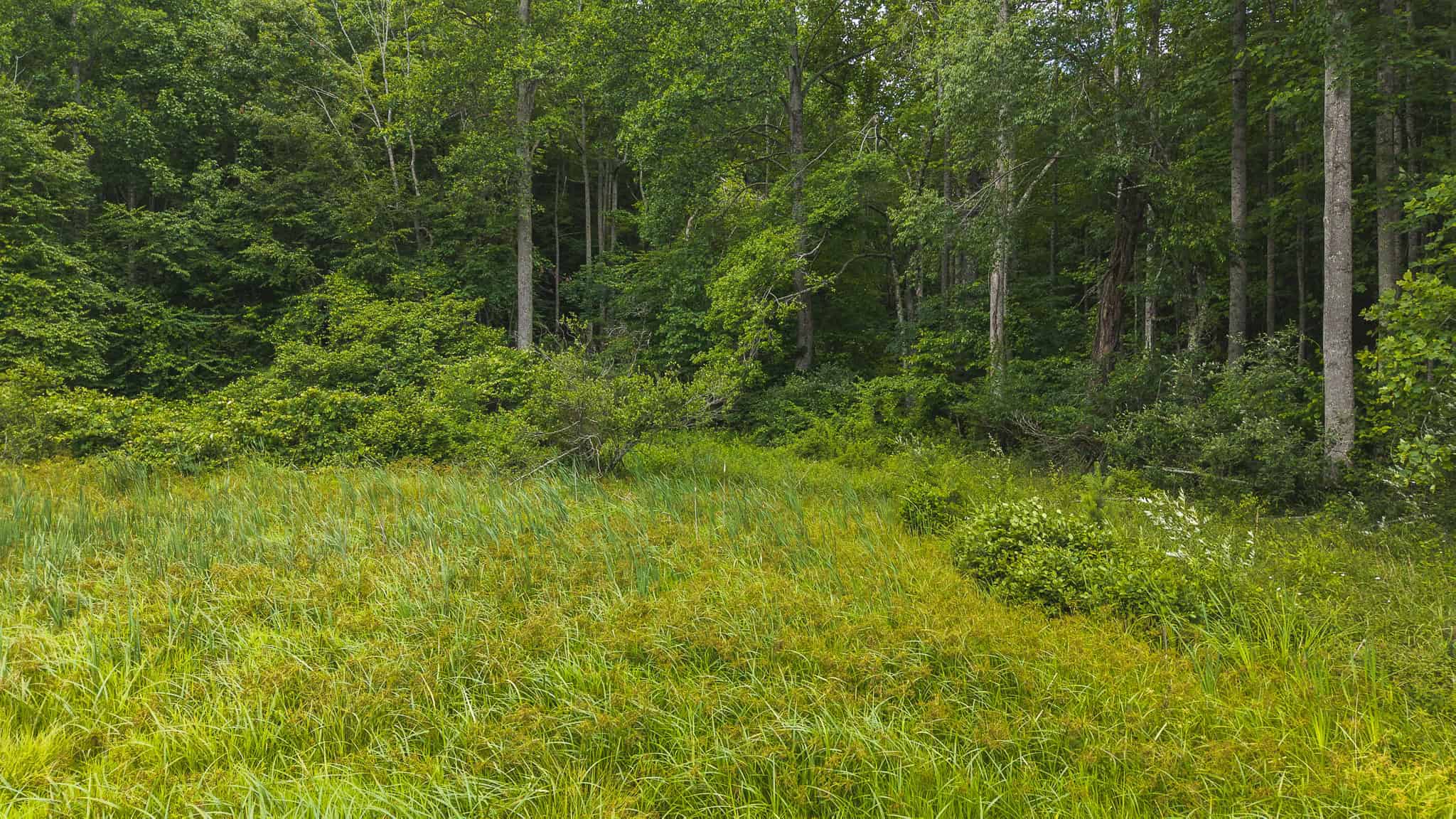 Land with Pond, Willis VA