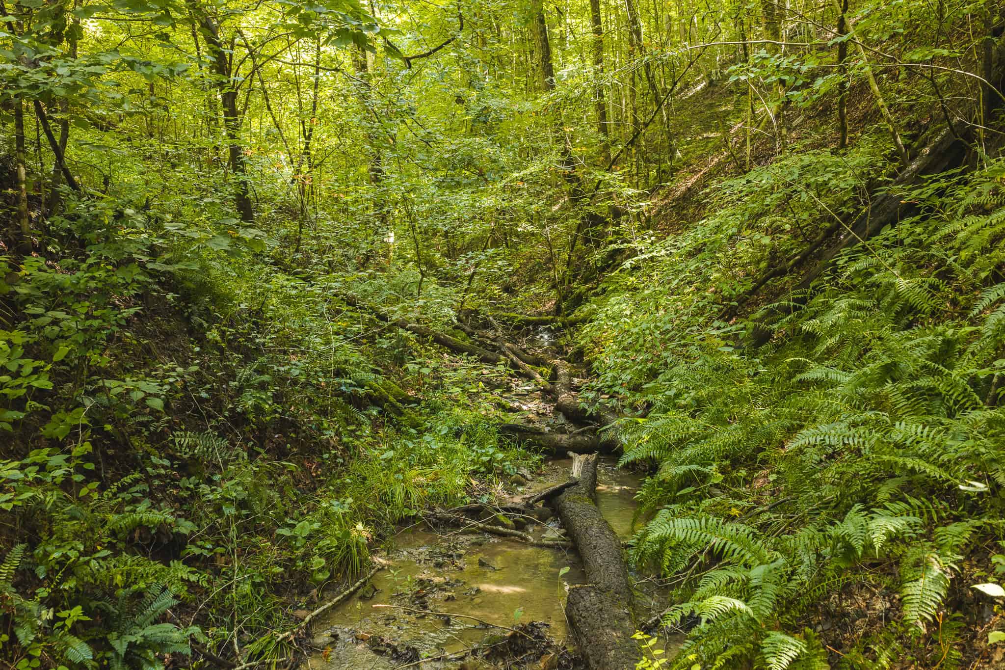 Private Retreat and Cabin for Sale in Scott Co