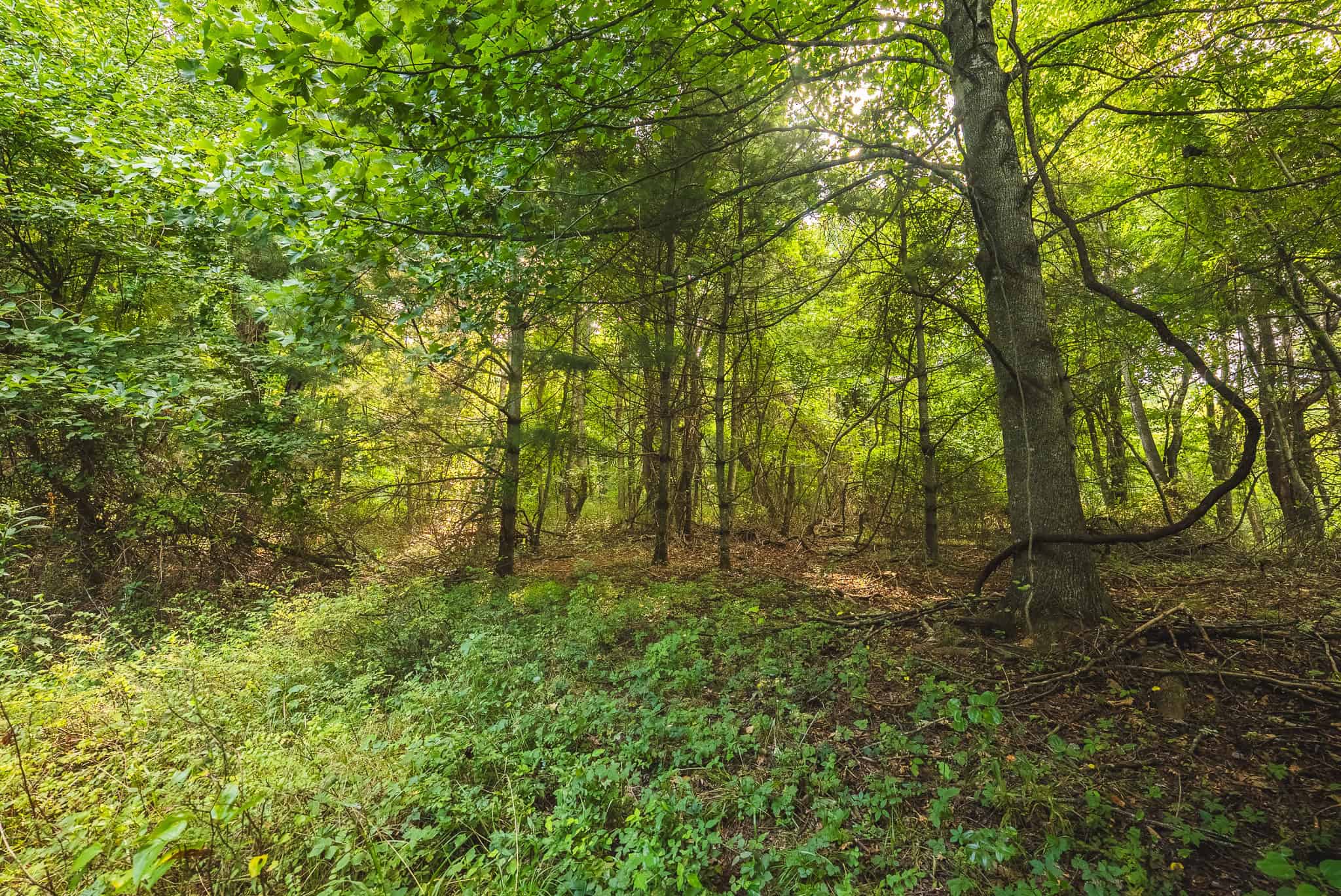 Land for sale in Floyd County VA