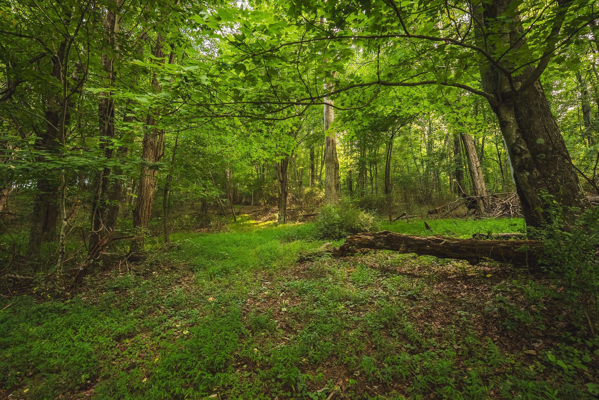 Land for sale in Floyd County VA