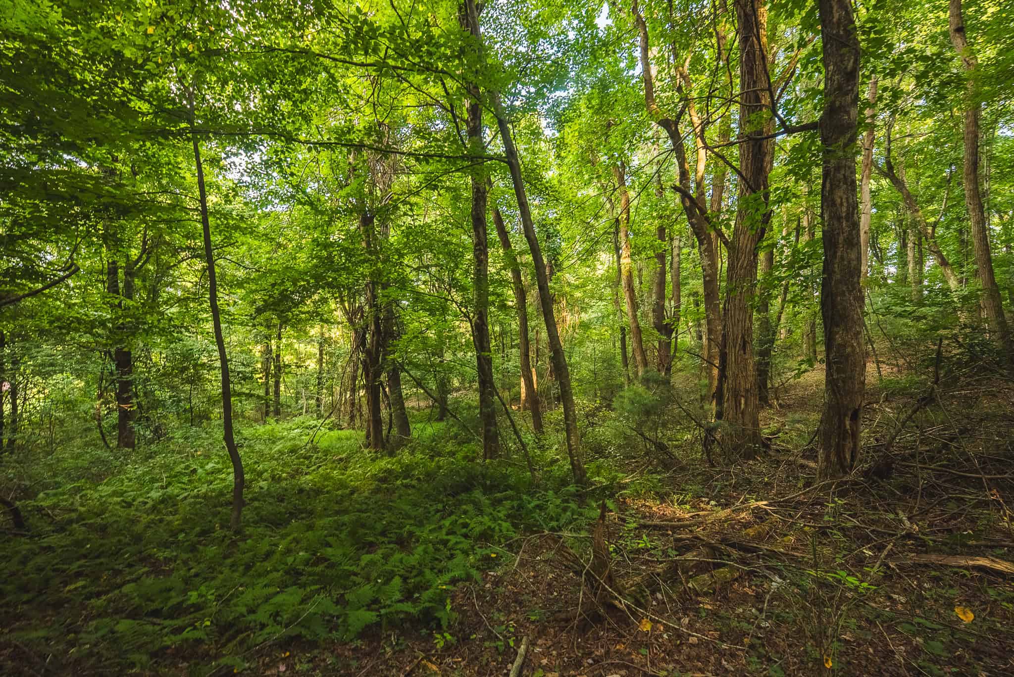 Land for sale in Floyd County VA