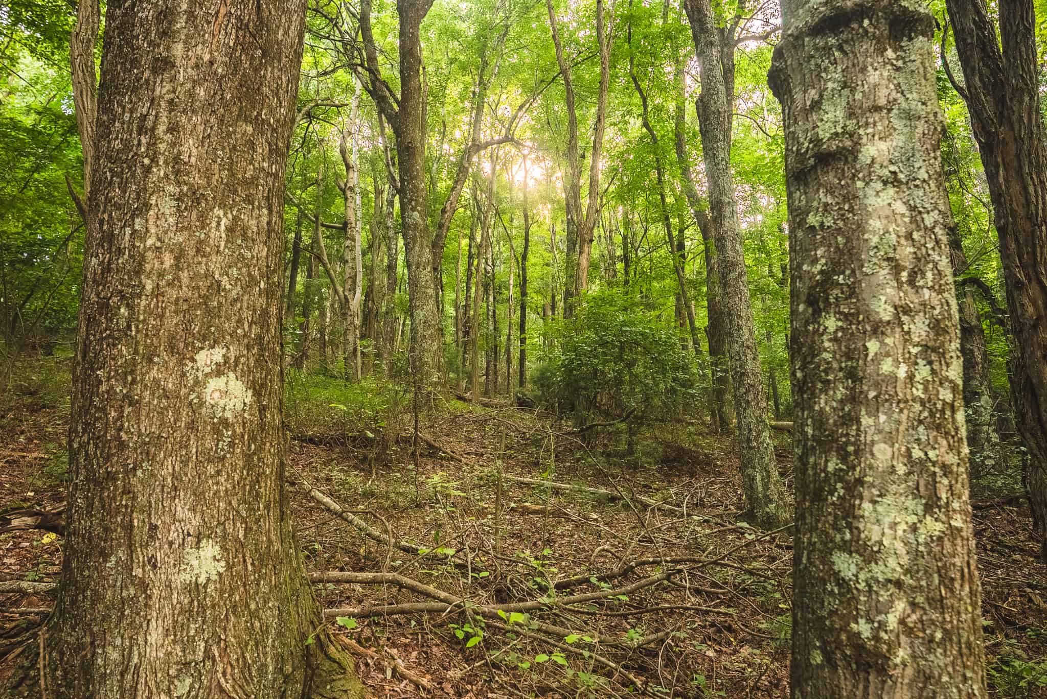 Land for sale in Floyd County VA