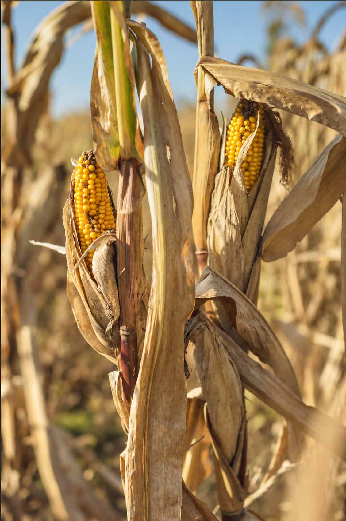 57 +/- Acres Winneshiek County IA