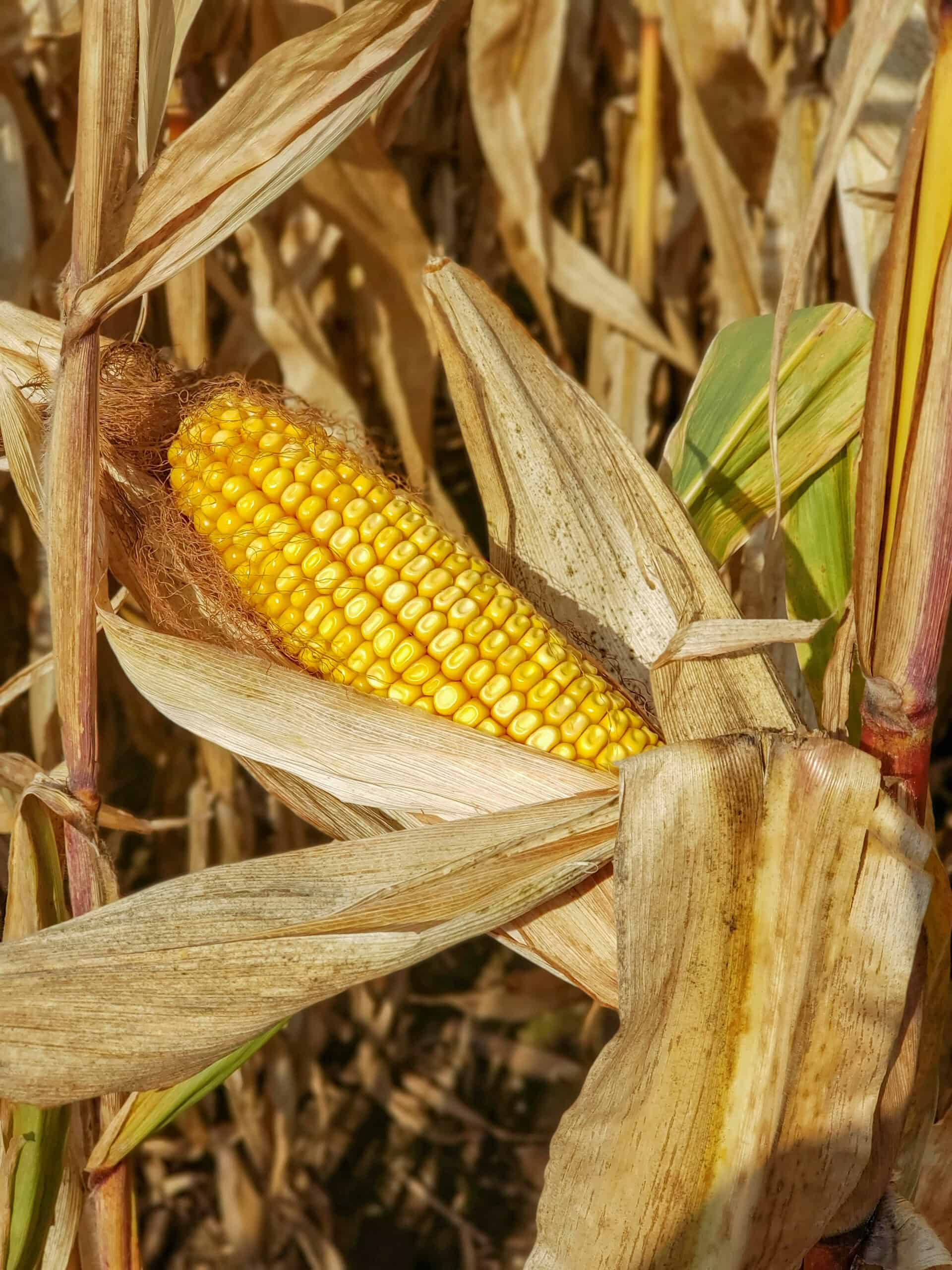 57 +/- Acres Winneshiek County IA