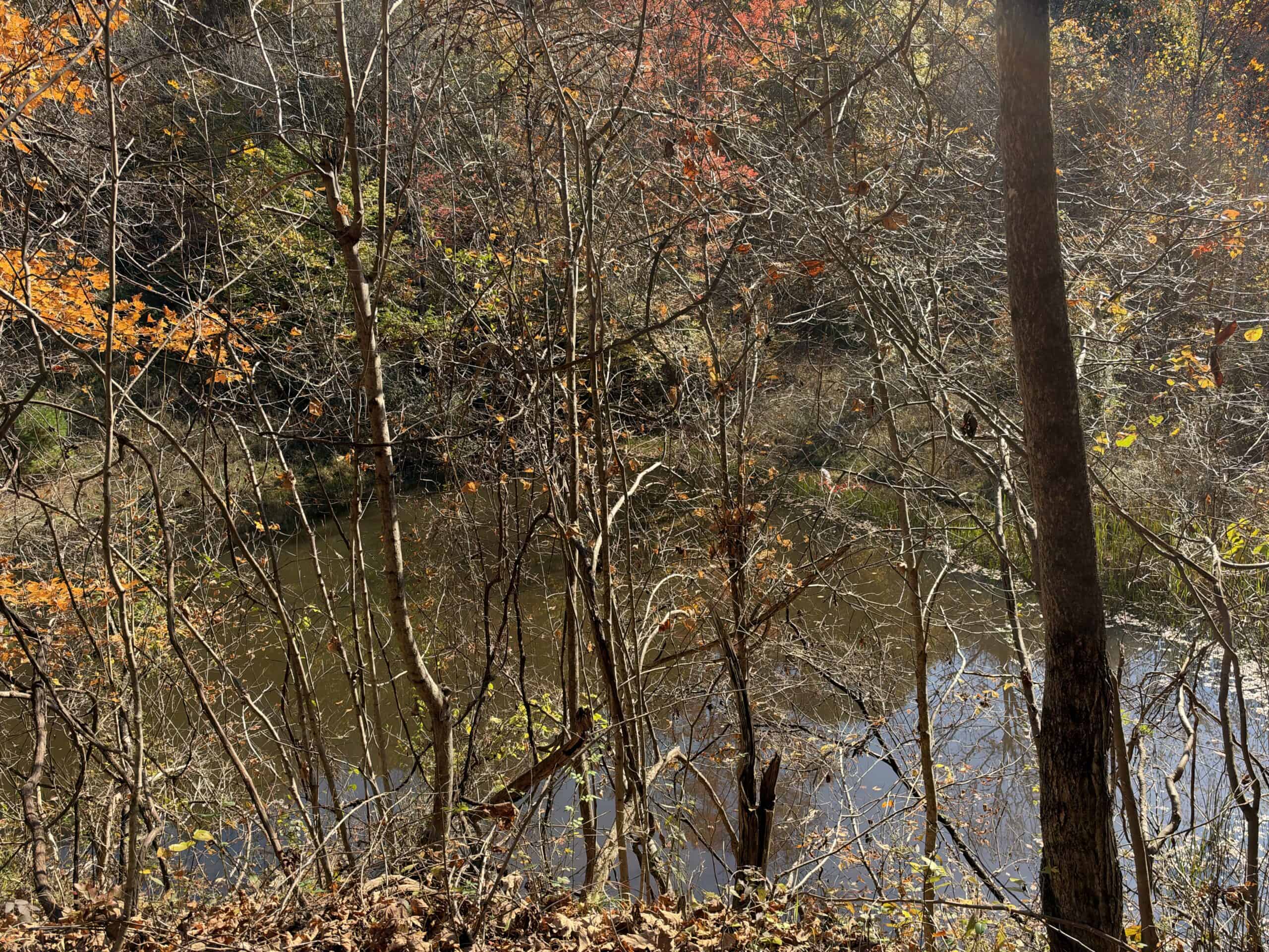 64.88 +/- Acres of Monroe County Ohio Hunting Land