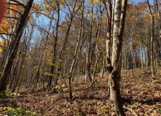 64.88 +/- Acres of Monroe County Ohio Hunting Land