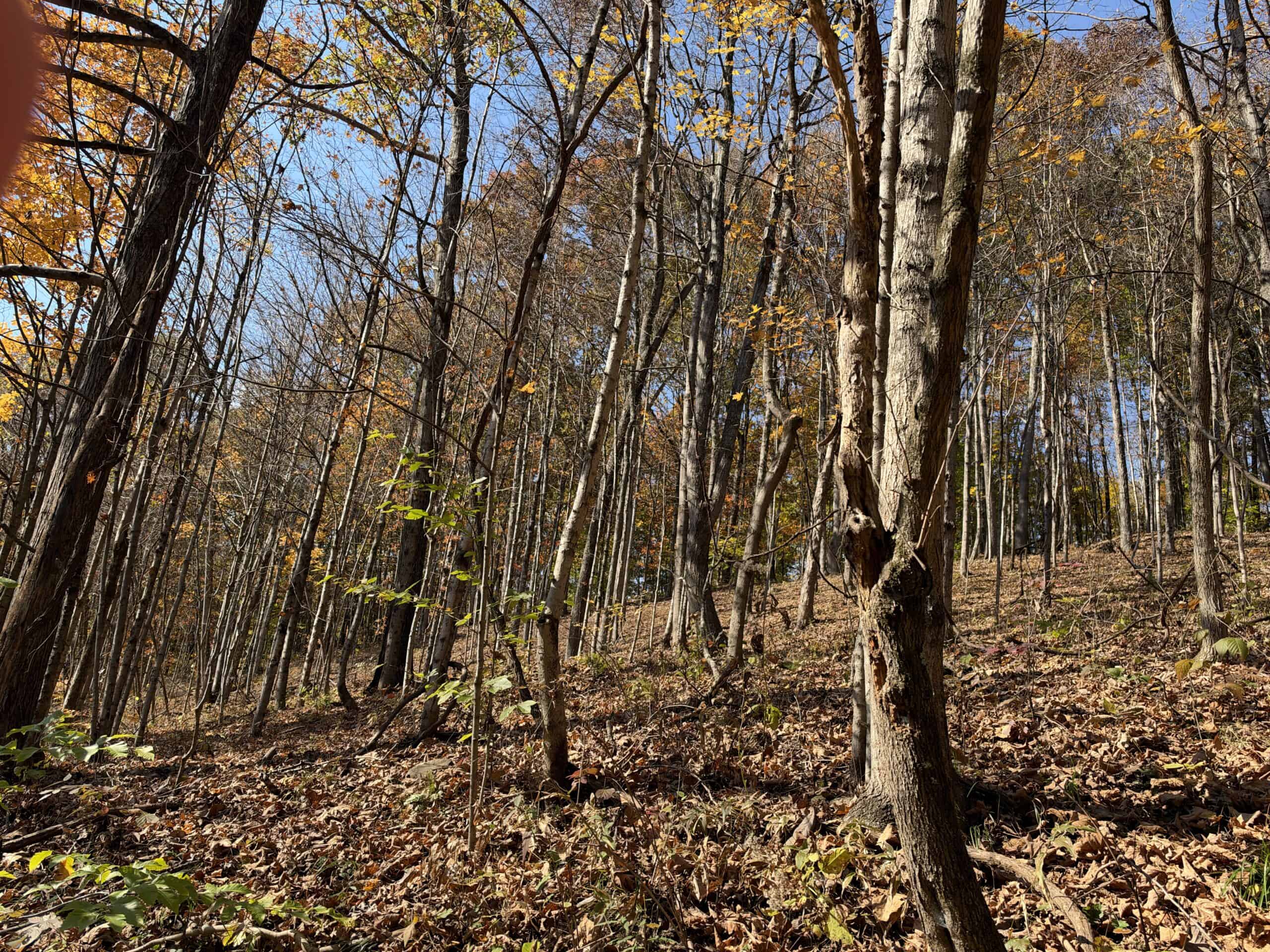 64.88 +/- Acres of Monroe County Ohio Hunting Land