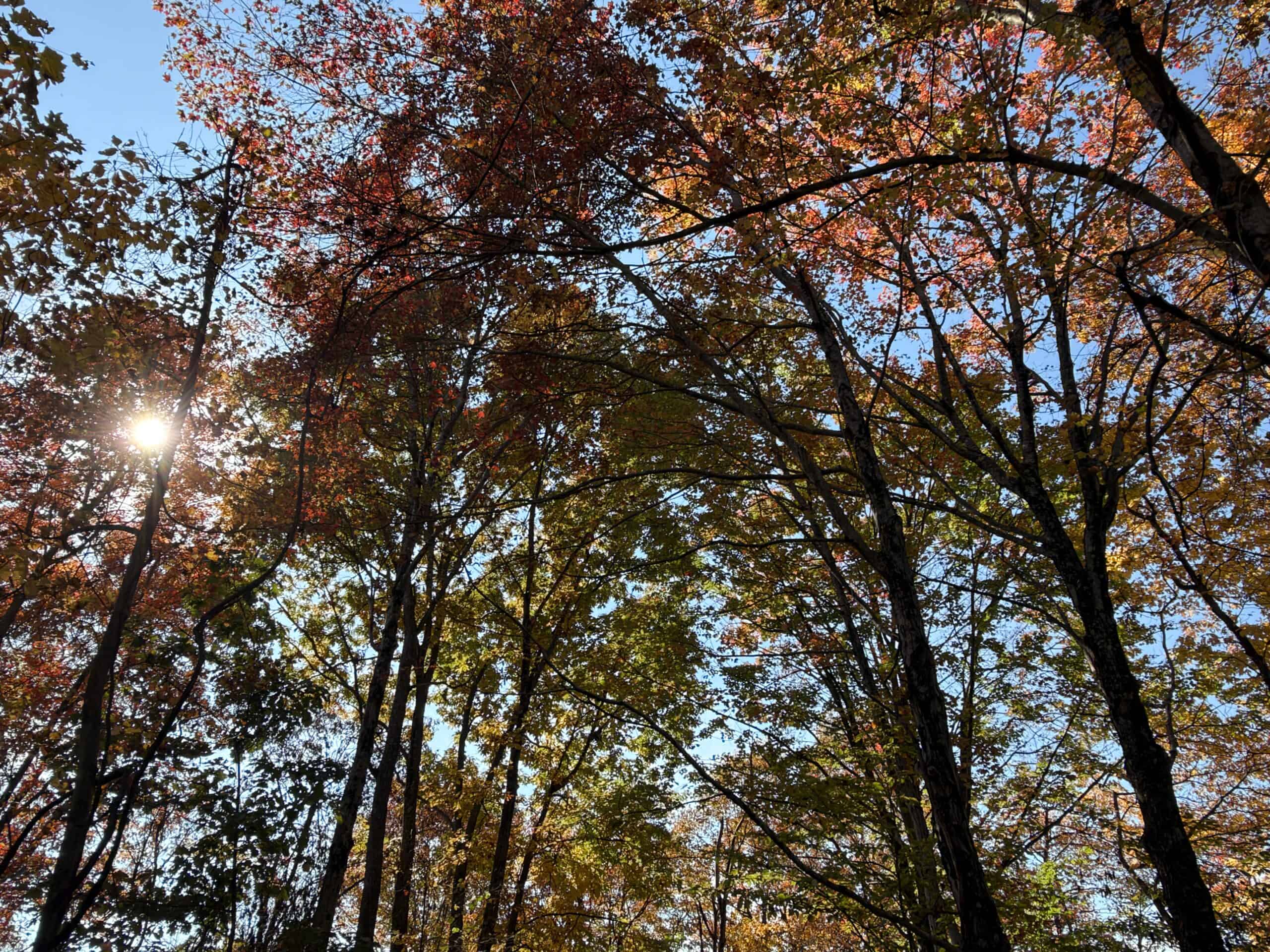 64.88 +/- Acres of Monroe County Ohio Hunting Land