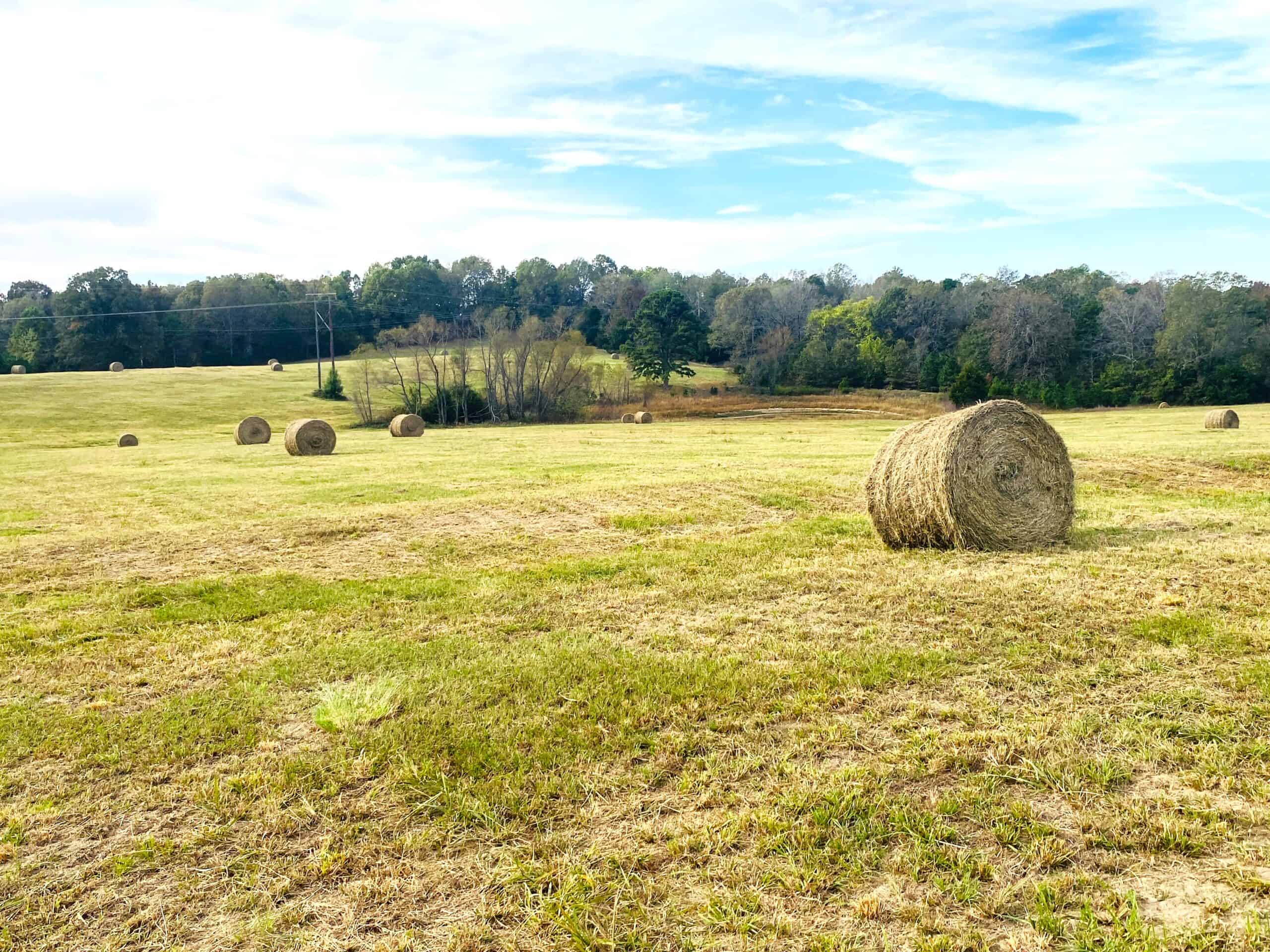 HUNTING LAND FOR SALE IN NORTH CENTRAL ARKANSAS OZARKS