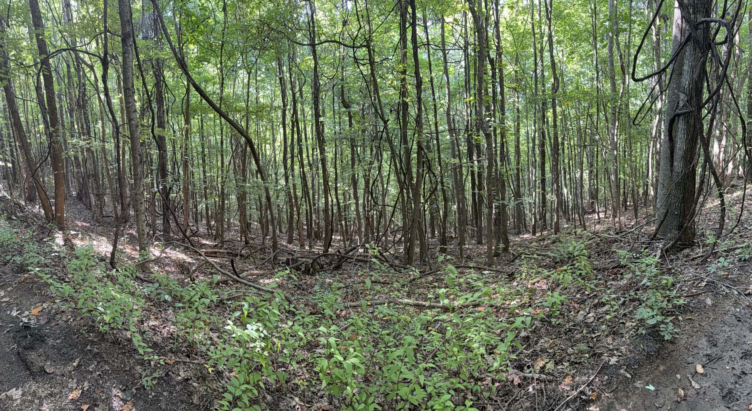 Secluded Recreational Property for Sale in Fort Blackmore VA