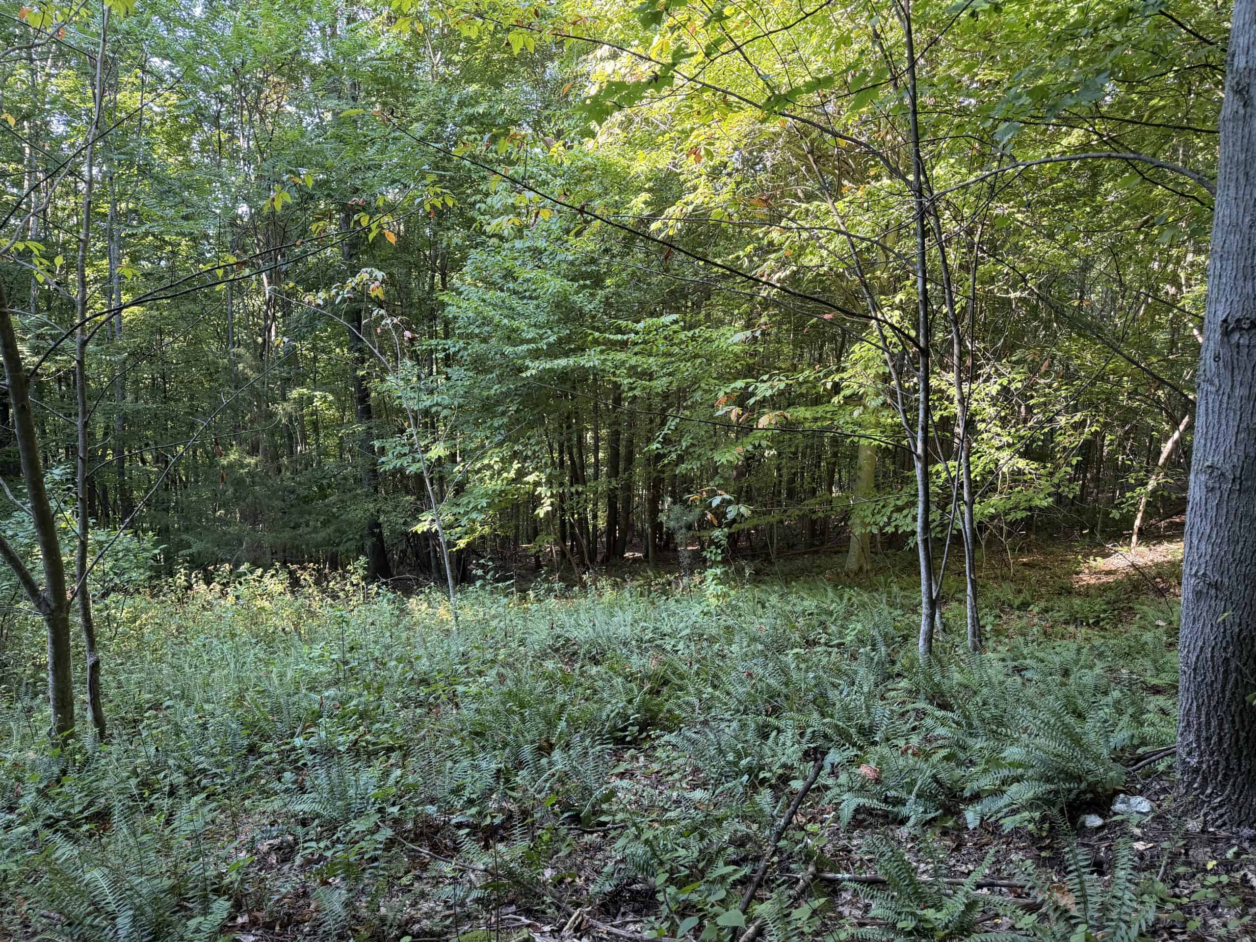 Secluded Recreational Property for Sale in Fort Blackmore VA