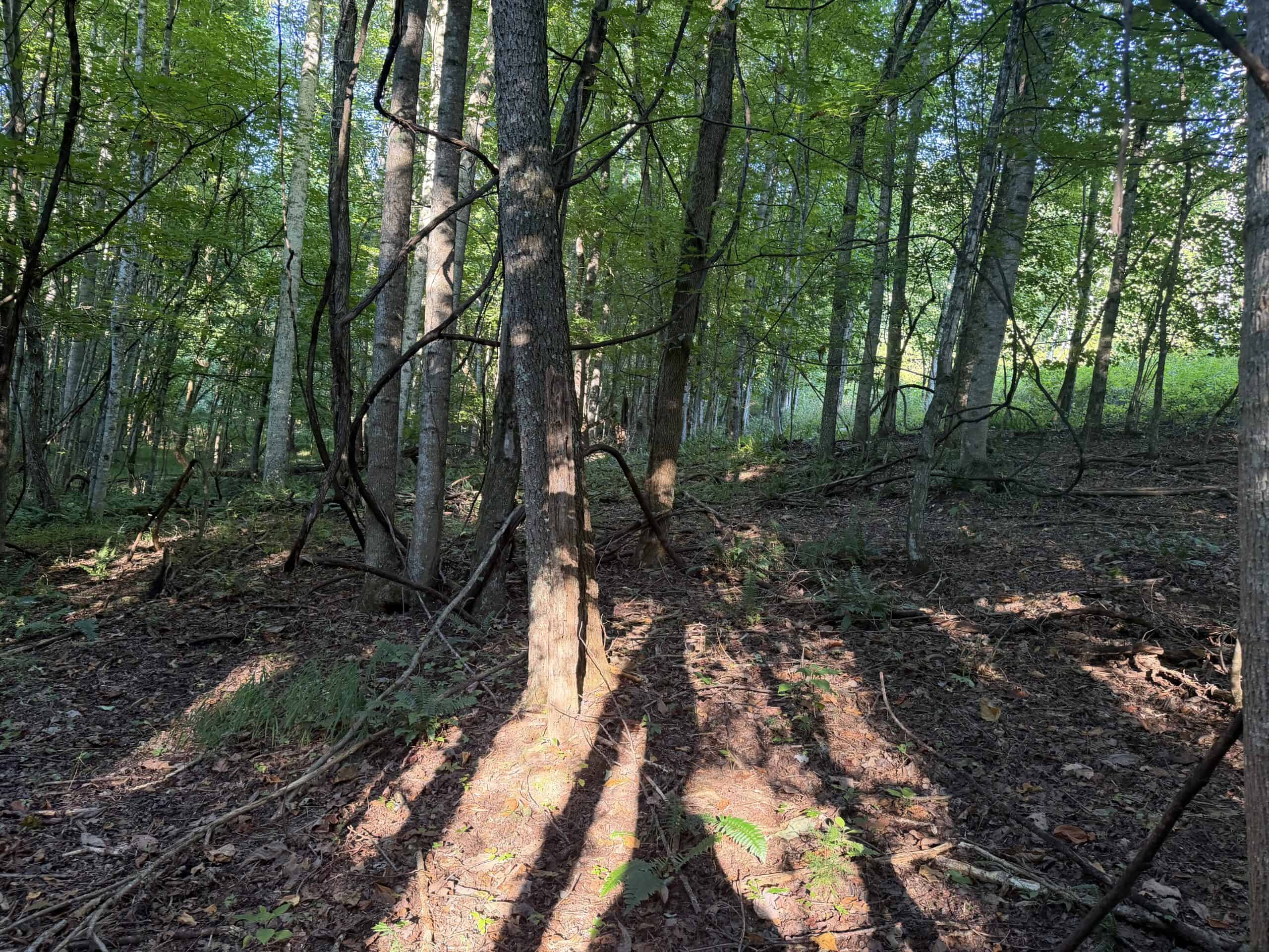 Secluded Recreational Property for Sale in Fort Blackmore VA
