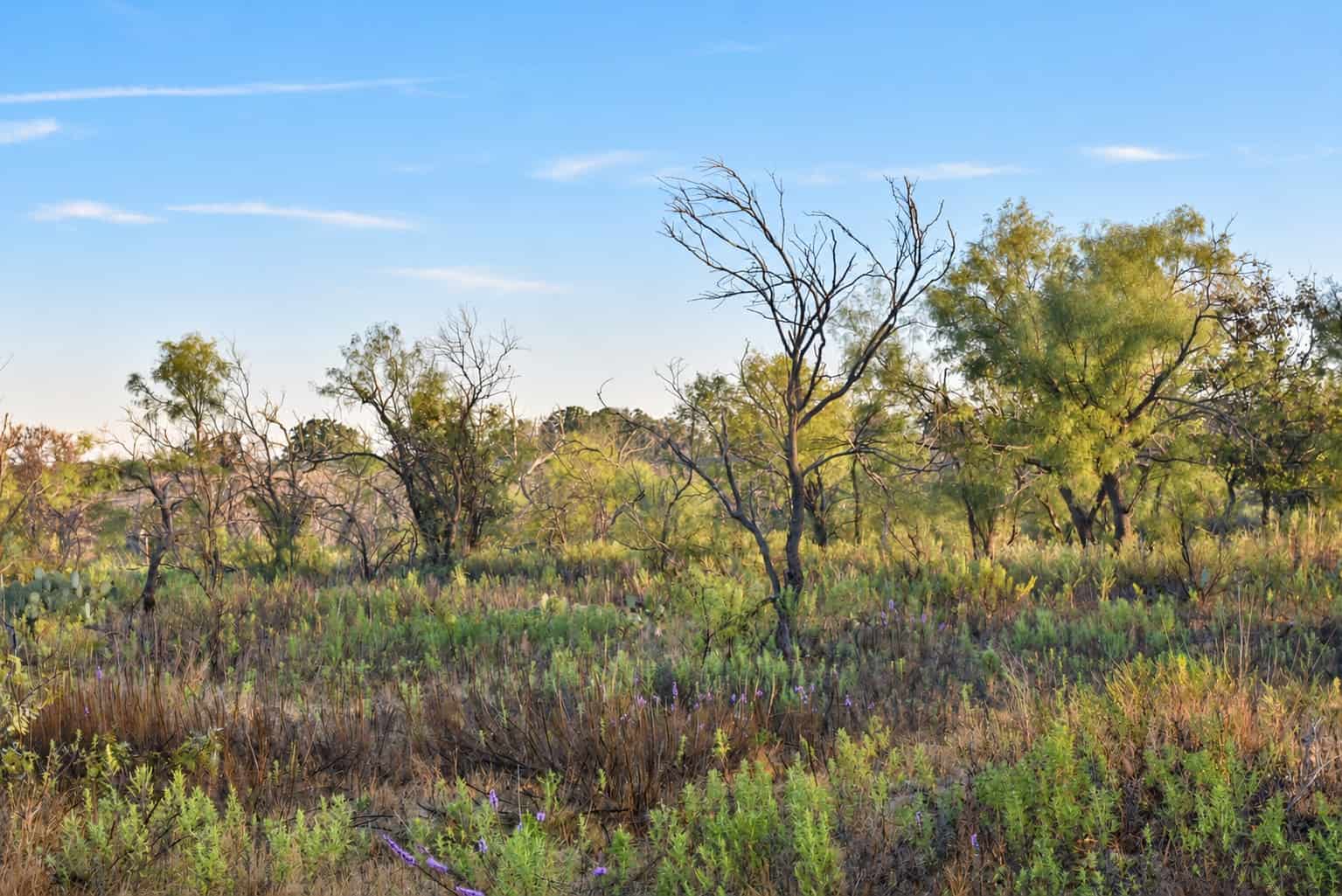 26 ac with Log Home in Jack County TX