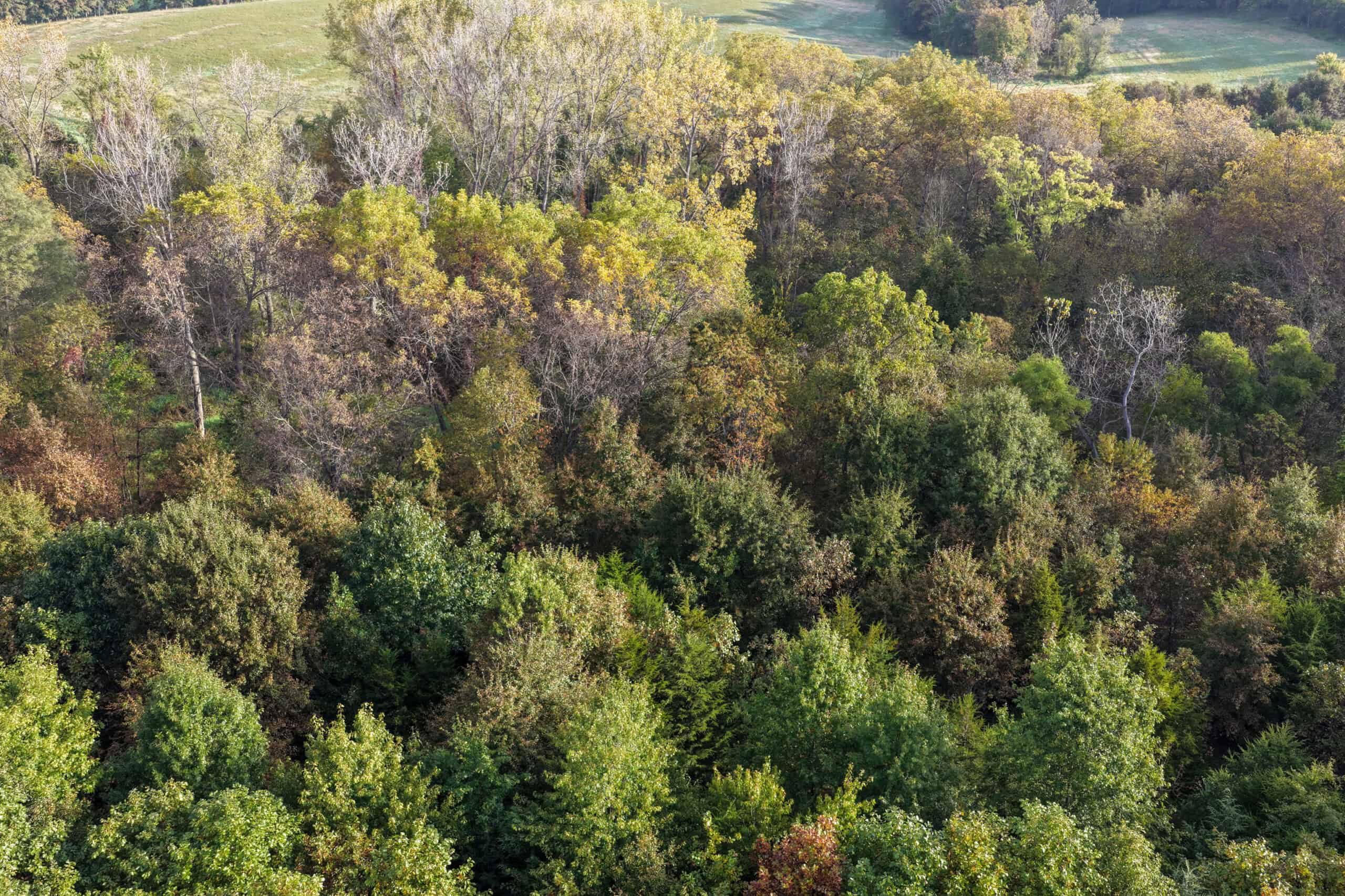 84± Acres | Premier Hunting & Recreational Farm | Wapello County, Iowa