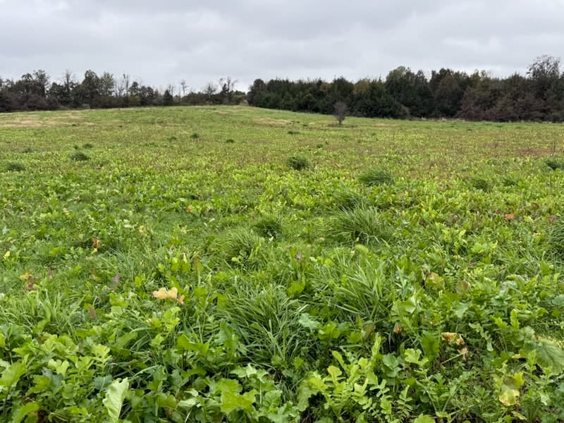 84± Acres | Premier Hunting & Recreational Farm | Wapello County, Iowa