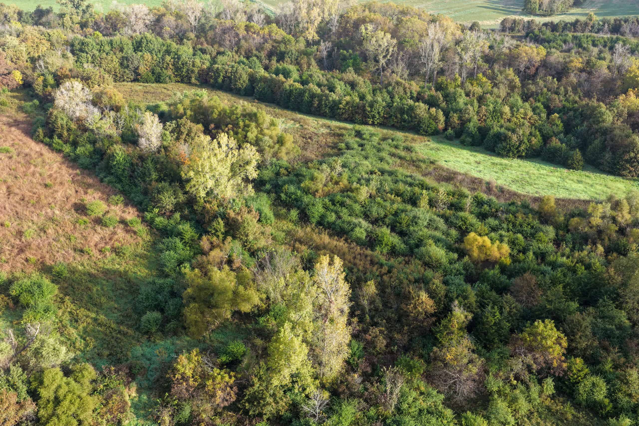 84± Acres | Premier Hunting & Recreational Farm | Wapello County, Iowa